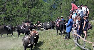 Impressionen vom Alpaufzug auf die Moosalp. 