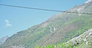 Zurzeit k&ouml;nnen vielerorts braun verf&auml;rbte L&auml;rchen beobachtet werden.