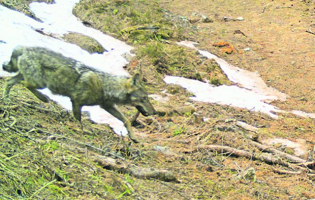 Fotofallenbild. Ein Wolf in der Augstbordregion im Frühjahr 2017 (Archivbild).