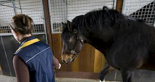 Pferd aufgescheucht. Es konnte sp&auml;ter leicht verletzt gefunden werden (Symbolbild).