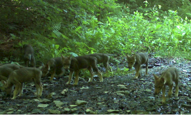 Jungwölfe des Calanda-Rudels. Wolfshybride sind laut dem BAFU kein Thema (Symbolbild).