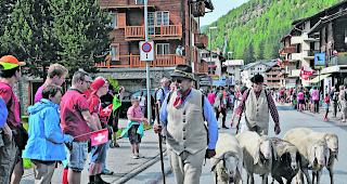 Saaser Mutten. Die Besucher freuten sich ob der zahlreichen Sujets aus vergangener Zeit: Die einheimischen Bergamasker Schafe durften nicht fehlen. 