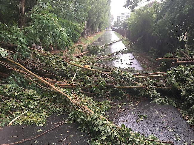 In den Visper Kleegärten ist am Dienstagabend ein Baum auf eine Frau gefallen.