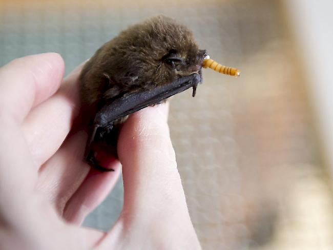 Angesteckt haben sich die beiden Reisenden vermutlich bei einer Fledermaus. (Symbolbild)