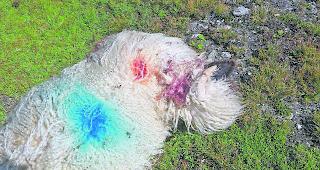 War es ein Wolf? Auf einer Schafalpe bei der Nanzl&uuml;cke sind am vergangenen Freitag zwei Schwarznasenschafe durch Bissverletzungen zu Tode gekommen. 