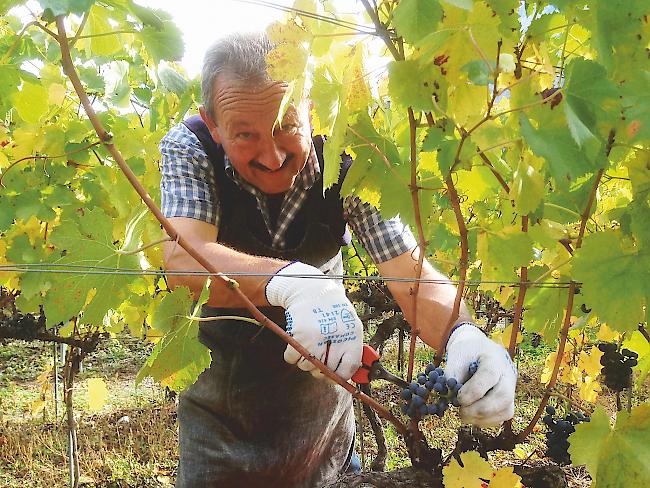 Toni Lenggenhager wird weiterhin im Rebberg arbeiten.