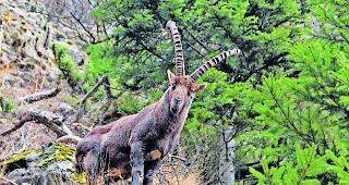 Notwendig. Der Kanton Wallis gibt j&auml;hrlich rund zehn Prozent des Steinwild-Bestandes zum Abschuss frei. 