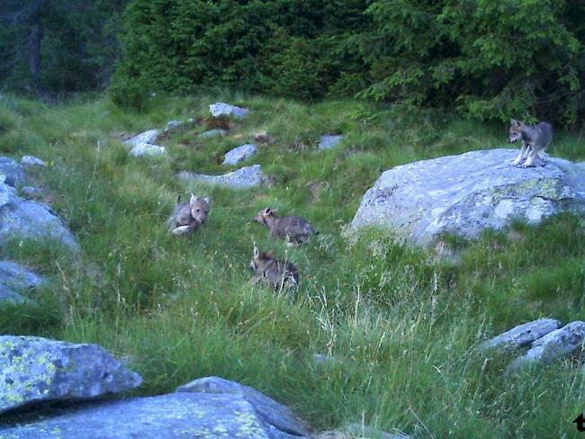 Bundesrat schlägt vor, den Schutzstatus des Wolfs zu ändern. (Symbolbild)