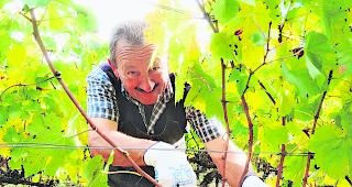 Weiterhin aktiv. Toni Lenggenhager wird weiterhin im Rebberg arbeiten. 