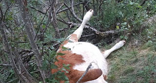 In den Tod getrieben. Besitzer Heinrich Ruff fand die beiden K&auml;lber ...
