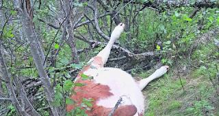 In den Tod getrieben. Besitzer Heinrich Ruff fand seine K&auml;lber tot im Gehege.  