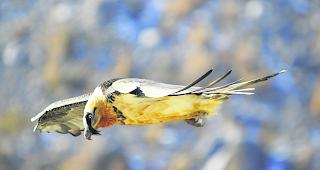 Ausgeflogen. Die Bartgeierpopulation im Wallis w&auml;chst weiter.  