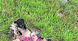 Folgenschwer. Durch den Angriff im Steinental in der letzten Woche haben die rund 25 Brigerberger Sch&auml;fer insgesamt f&uuml;nf Tiere verloren. Zwei weitere Schafe wurden verletzt. 