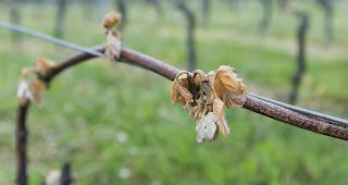 Vom Frost gesch&auml;digt. Rund 40 Prozent der Walliser Reben wurden 2017 vom Fr&uuml;hjahrsfrost im April stark in Mitleidenschaft gezogen. 




