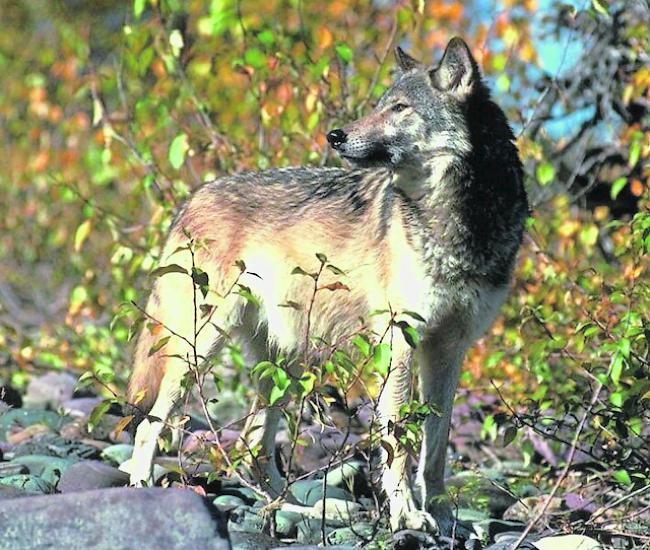 Der Ständerat sprach sich gegen eine Lockerung des Schutzstatus des Wolfes aus. Der Nationalrat sprach sich dafür aus. 


