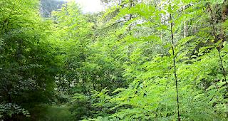 Die Robinie ist eine eingef&uuml;hrte Pflanze, die im Schutzgebiet des Pfynwalds zu den problematischen Arten geh&ouml;rt. 