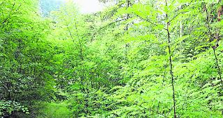 Unerw&uuml;nscht. Eingewanderte Pflanzen wie diese Robinien bedrohen die Vegetation des heimischen &Ouml;kosystems. 