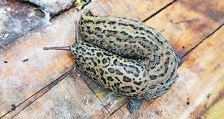 Aussergew&ouml;hnlich. Im Wallis kommen die apart gescheckten Tigerschnegel nur vereinzelt vor. Am 9. August wurde ein Exemplar in Agarn bemerkt. 