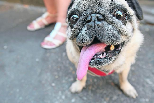 Fake-Anruf. Nachdem eine junge Frau vom eigenen Hund verletzt wurde, legte sie bei der Polizei mit einer Fake-Story eine falsche Fahndungsspur.  