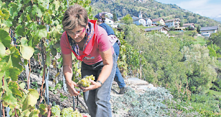 Erntebeginn. Die ersten Trauben der diesj&auml;hrigen Weinlese werden bereits diese Woche geerntet.