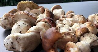 Schmackhaft. Steinpilze bereichern zurzeit so manche Mahlzeit.