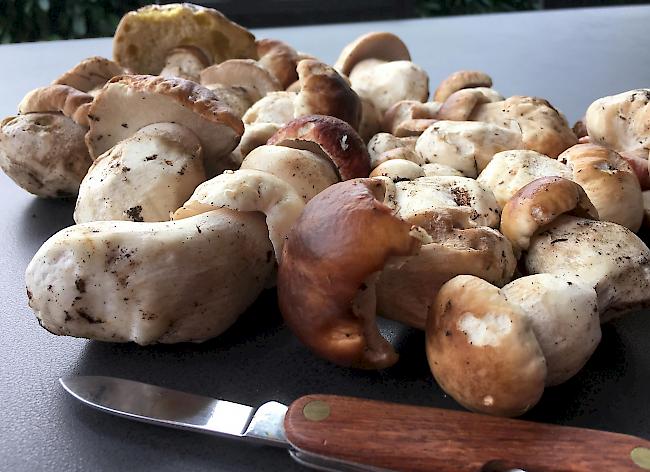 Schmackhaft. Steinpilze bereichern zurzeit so manche Mahlzeit.