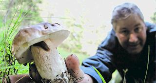 Begehrt. Ein Pilzsammler greift nach einem Prachtexemplar eines Steinpilzes. 