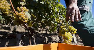 G&auml;ste d&uuml;rfen bei Walliser Winzern bei der Weinlese mithelfen &ndash; und daf&uuml;r bezahlen. (Archivbild)