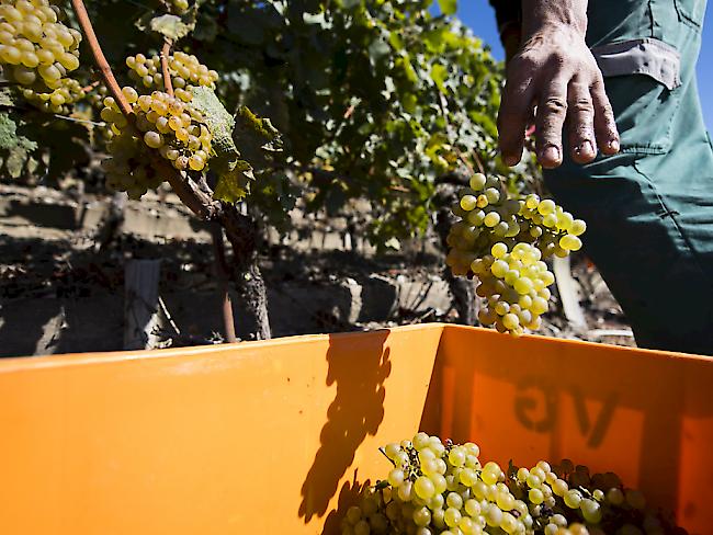 Gäste dürfen bei Walliser Winzern bei der Weinlese mithelfen – und dafür bezahlen. (Archivbild)