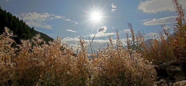 Weidenröschen im Sonnenschein. Nun ist der Herbst angekommen.