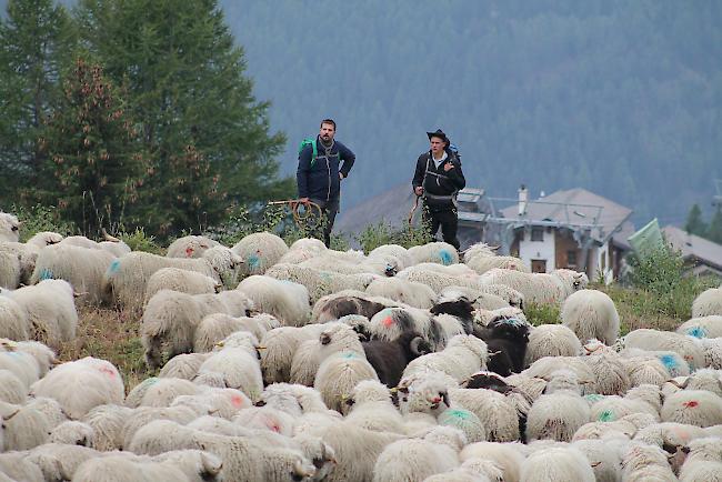 Impressionen vom Alpabzug der Brigerberger Schäfer. 