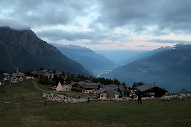 Impressionen vom Alpabzug der Brigerberger Schäfer. 