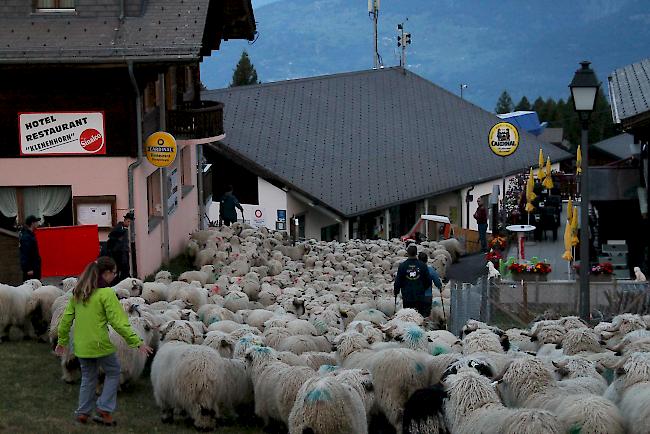 Impressionen vom Alpabzug der Brigerberger Schäfer. 