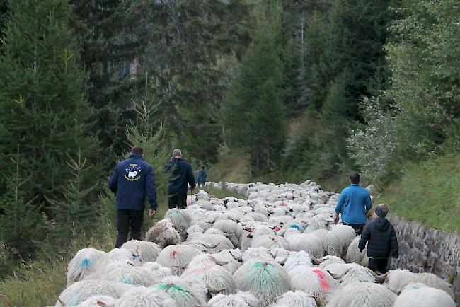 Impressionen vom Alpabzug der Brigerberger Schäfer. 