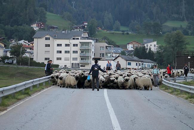 Impressionen vom Alpabzug der Brigerberger Schäfer. 