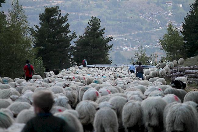 Impressionen vom Alpabzug der Brigerberger Schäfer. 