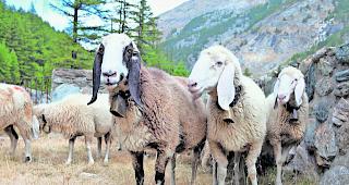 Diebstahl. In der Deutschschweiz sind sieben &laquo;Saaser Mutten&raquo; spurlos verschwunden, f&uuml;nf davon sind inzwischen zur&uuml;ck gekehrt. 