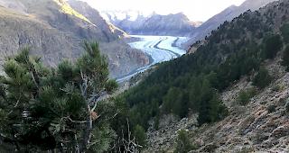Die Umweltorganisation Pro Natura hat keine Beschwerde gegen die Teil&ouml;ffnung des Jagdbanngebietes Aletsch eingelegt.