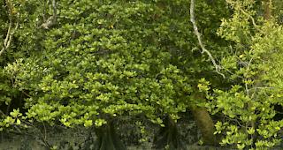 Die Uni Basel beobachtet ein St&uuml;ck Wald w&auml;hrend 20 Jahren. (Archiv)