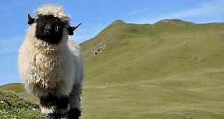 In der Schweiz wird rund die H&auml;lfte der Schafe ges&ouml;mmert.