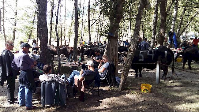 In der Wartezone warten Züchter und Tiere auf die Finalkämpfe.