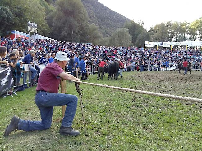 Züchter Williner Toni aus Visp.