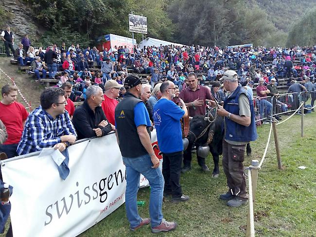 «Cantara» aus der Stallung Zimmermann in Niedergampel holt sich bei den Erstmelken die Siegerglocke