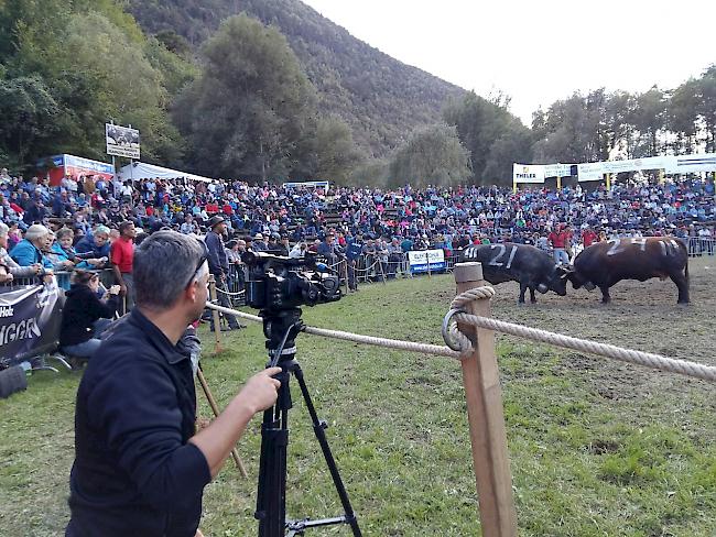 Die Kühe der Kategorie 3 im Ring.