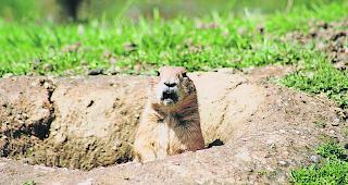 Ausgepfiffen &minus; der Murmeltierbestand wird reguliert.
