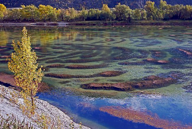 Herbstliche «Volkigilla». Gibt es bald auch Korallenriffe im Wallis?