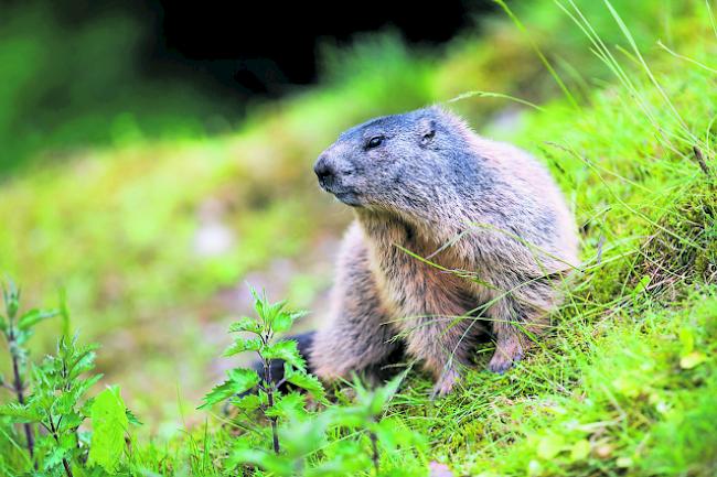 Putzig. «Wo Murmeltiere Schäden an Kulturland anrichten, ist der Kanton bereit, Regulationen vorzunehmen», sagt Jagdchef Peter Scheibler. 