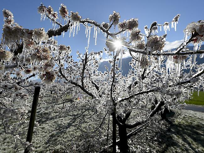 Die Walliser Bauern litten stark unter dem Frost. (Themenbild)