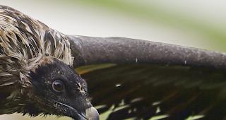 In diesem Jahr sind im gesamten Alpenraum 30 wildgeschl&uuml;pfte Bartgeier ausgeflogen - ein neuer Rekord.