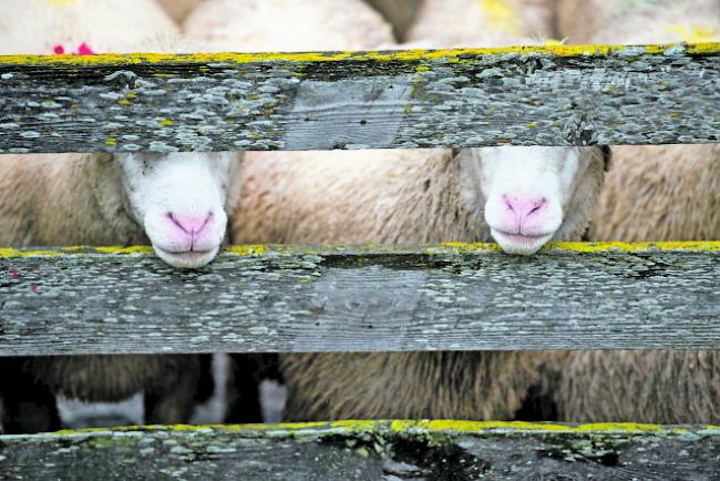 Verboten. Das Schlachten von Tieren ohne vorherige Betäubung ist in der Schweiz untersagt. 